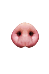 Рильце (п’ятачок)